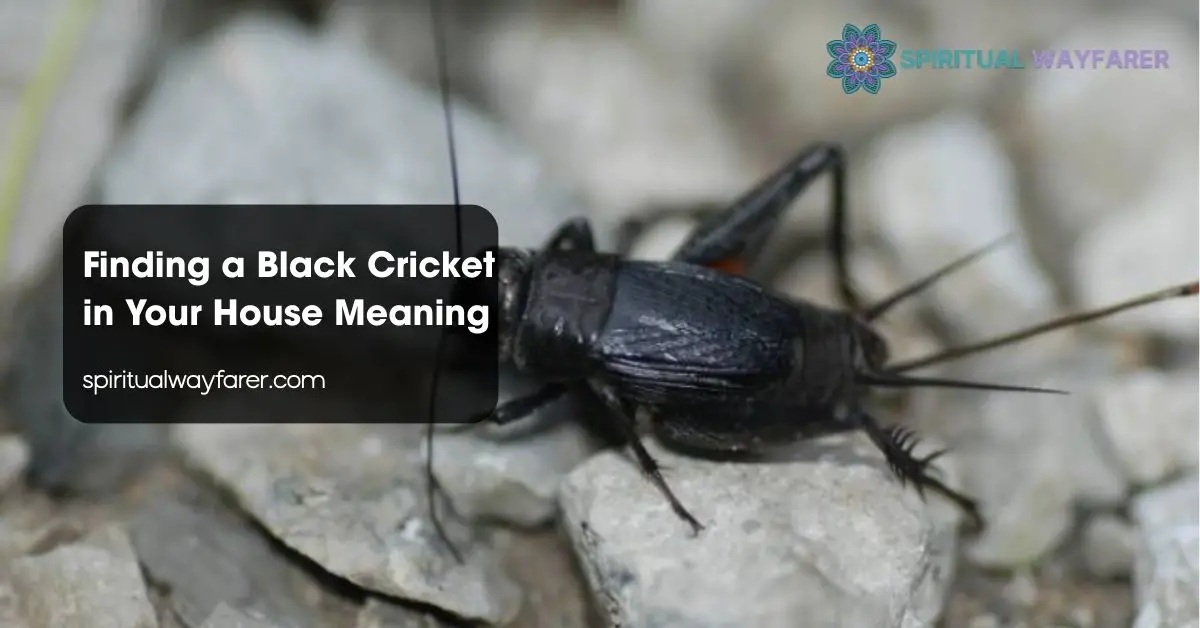 Finding a Black Cricket in Your House Meaning