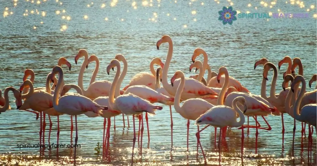 Unlock the Hidden Meanings: Exploring Flamingo Symbolism Across Cultures 2 Flamingo Symbolism in Different Cultures