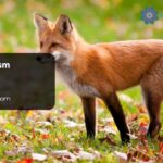 Fox Symbolism