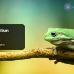 Frog Symbolism