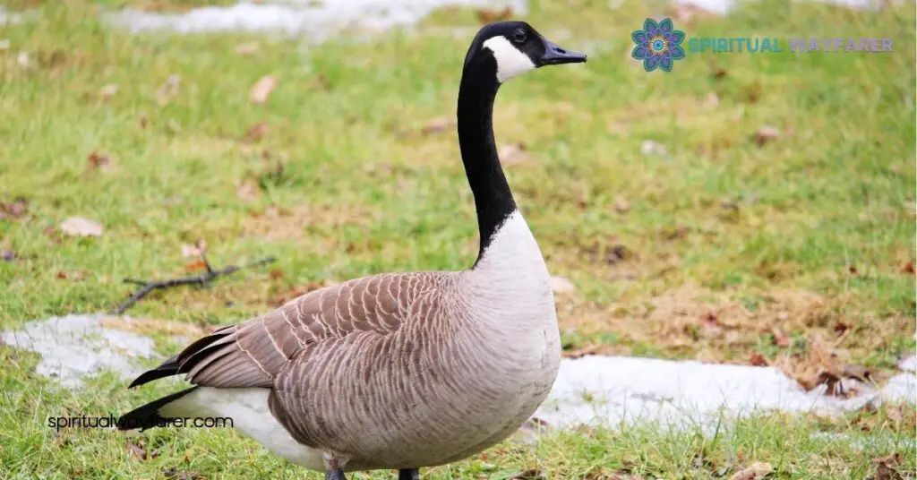 Spiritual Meaning Geese: Unlock Their Symbolism of Loyalty, Guidance & Resilience 2 Geese as Messengers