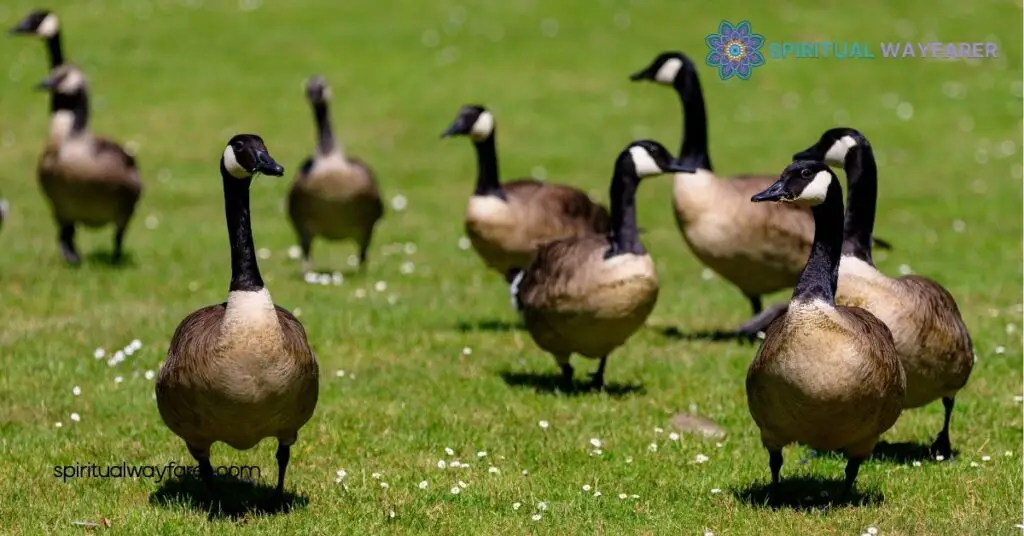 Spiritual Meaning Geese: Unlock Their Symbolism of Loyalty, Guidance & Resilience 4 Geese in Mythology and Folklore
