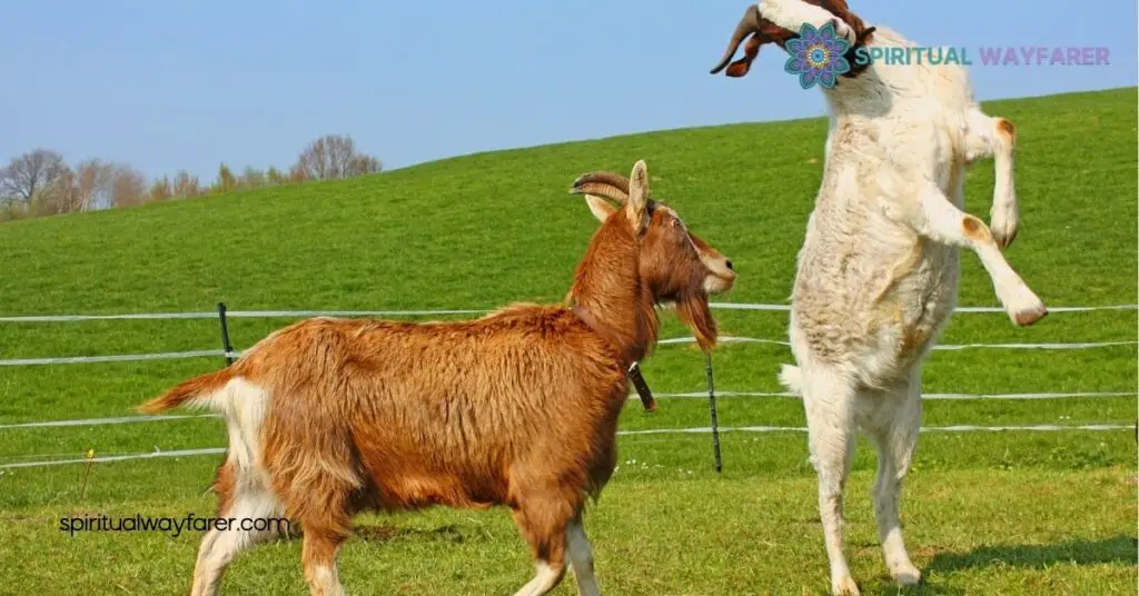 Goat Symbolism: Uncovering Its Cultural, Spiritual & Mythological Meanings 2 Goat Symbolism in Mythology