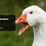 Goose Symbolism