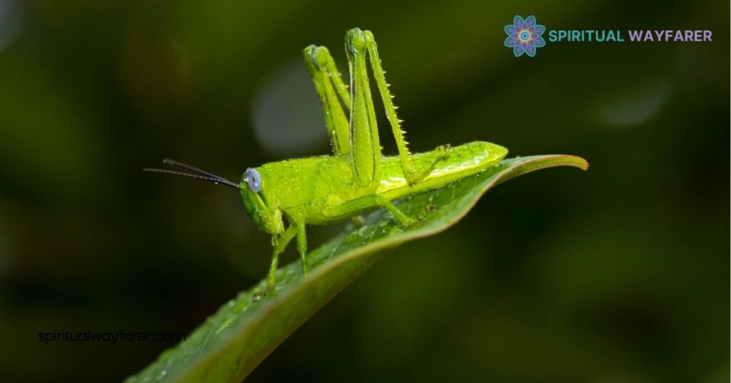 Grasshopper Symbolism: Discover Its Meanings in Culture, Art, and Personal Growth 2 Grasshopper Symbolism in Literature