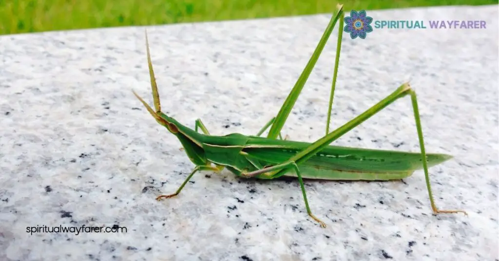 Grasshopper Symbolism: Discover Its Meanings in Culture, Art, and Personal Growth 4 Grasshopper Symbolism in Personal Growth