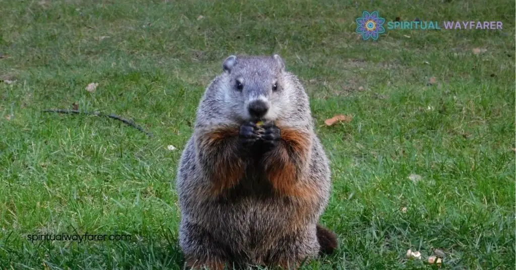 Groundhog Symbolism Uncovered: Discover the Deeper Meaning Behind Groundhog Day 2 Groundhog in Folklore