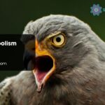 Hawk Symbolism