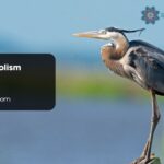 Heron Symbolism