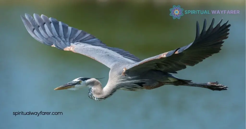 Heron Symbolism: Explore Grace, Wisdom & Cultural Meanings 2 Heron Symbolism in Different Cultures