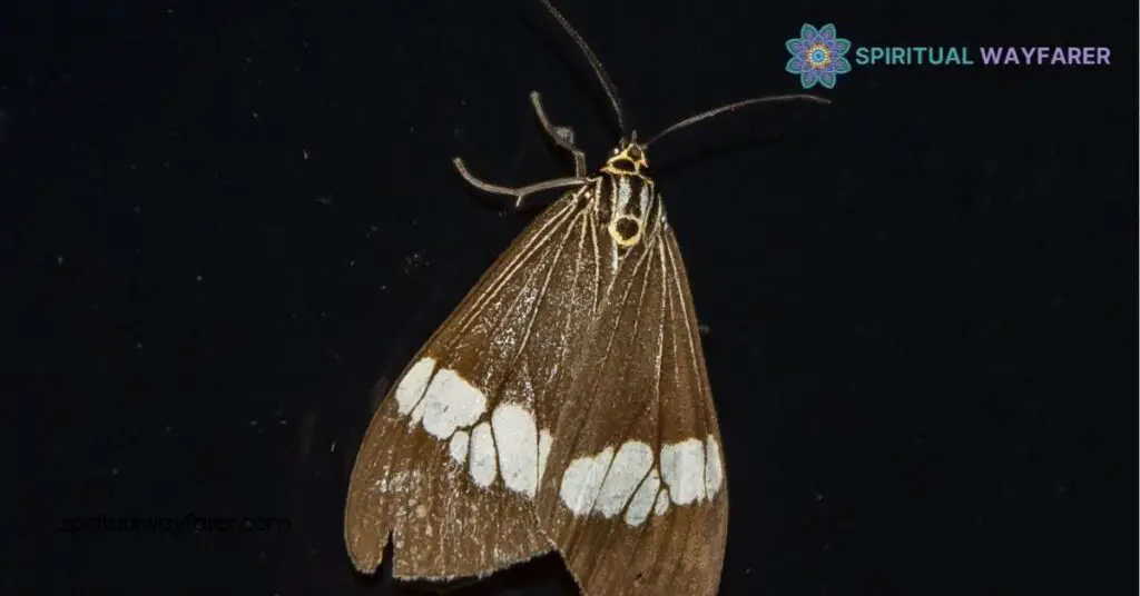 Black Moth Symbolism and Spiritual Meaning: Discover Their Mystical Significance 2 Historical And Cultural Perspectives