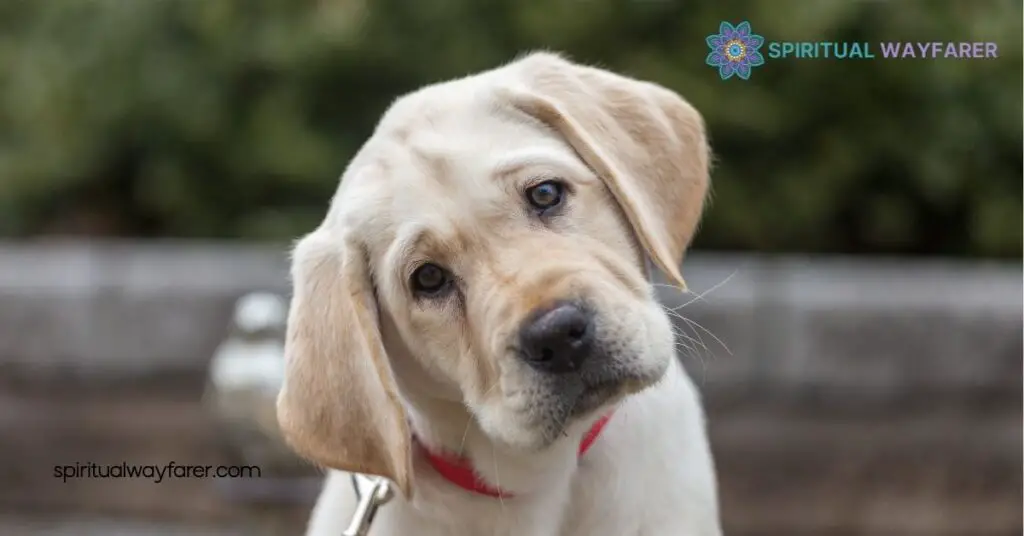Unlocking Labrador Symbolism: The Deep Meaning Behind America's Favorite Dog 2 Historical Background