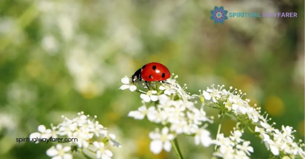 Unlocking Ladybug Symbolism: Discover the Hidden Meanings Behind These Lucky Beetles 1 Historical Background