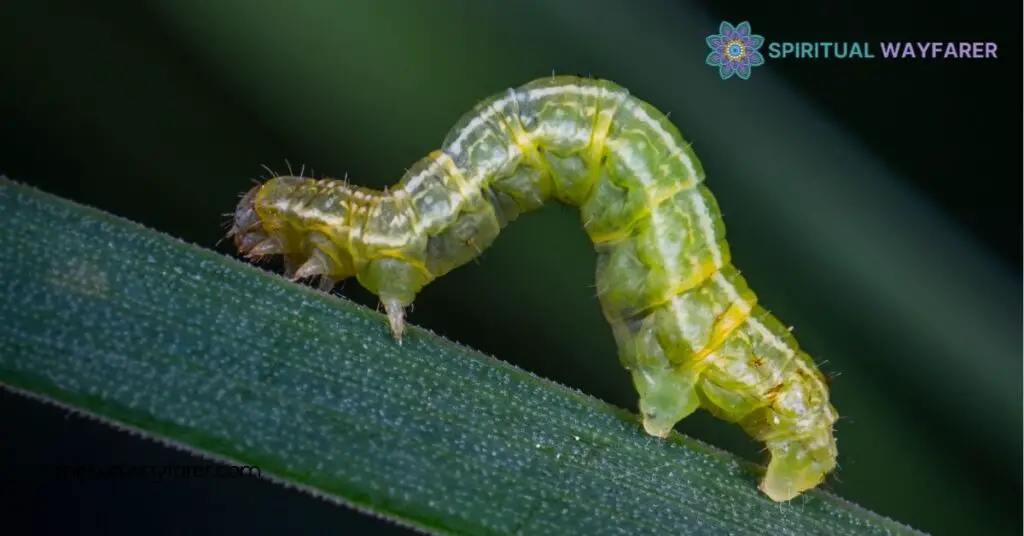 Caterpillar Symbolism: Discover Its Rich Meanings of Growth and Transformation 2 Historical Perspectives