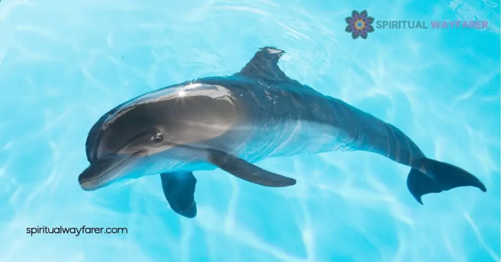 Dolphin Symbolism: Discover Their Meanings, Myths, and Cultural Significance 2 Historical Perspectives