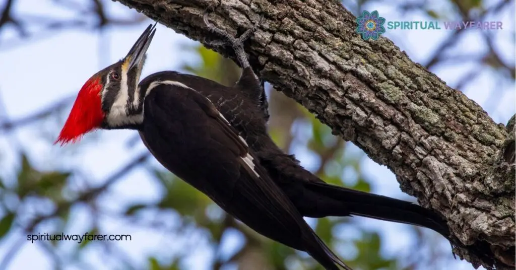 Unlocking Woodpecker Symbolism: Discover the Hidden Meanings Behind These Resilient Birds 1 Historical Significance