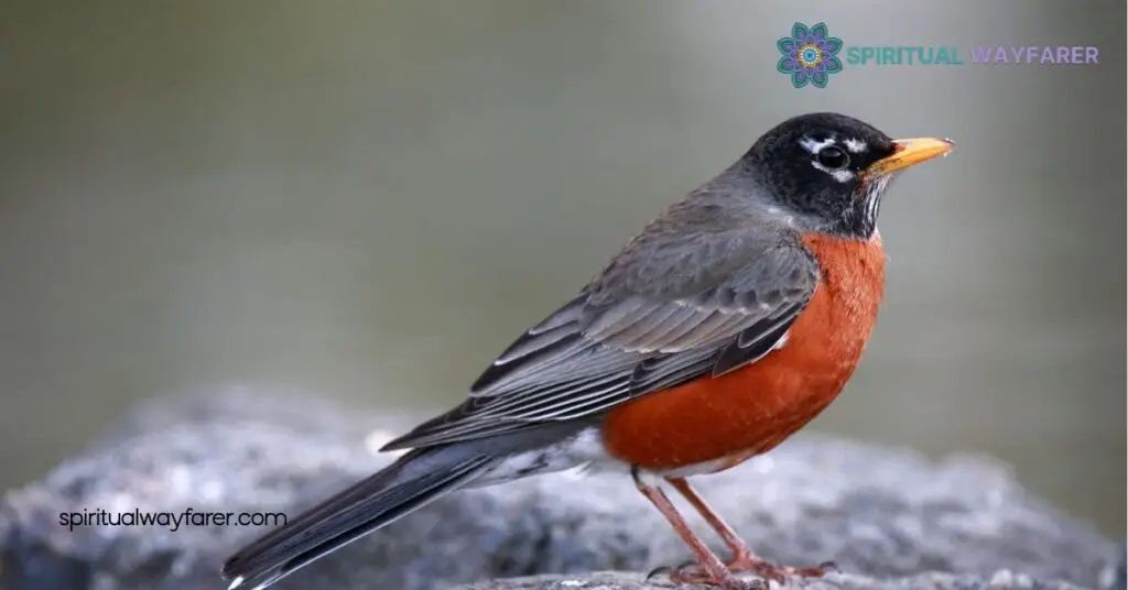 Robin Symbolism Explained: Uncover the Hidden Meanings Behind These Beloved Birds 2 Historical Significance