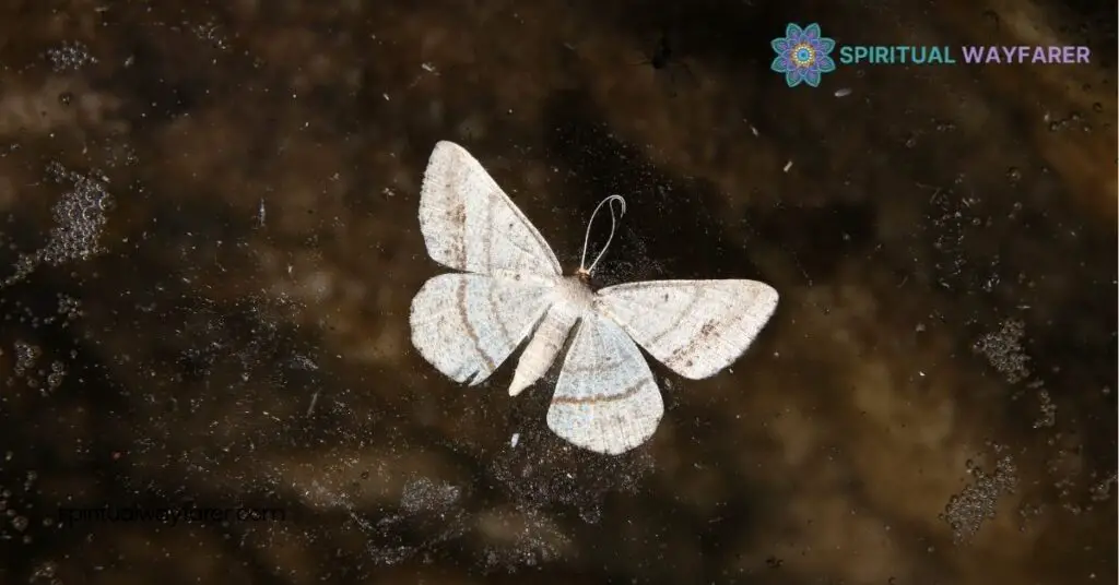 Uncovering the Symbolism of White Moths: Culture, Transformation & Spirituality 1 Historical Significance