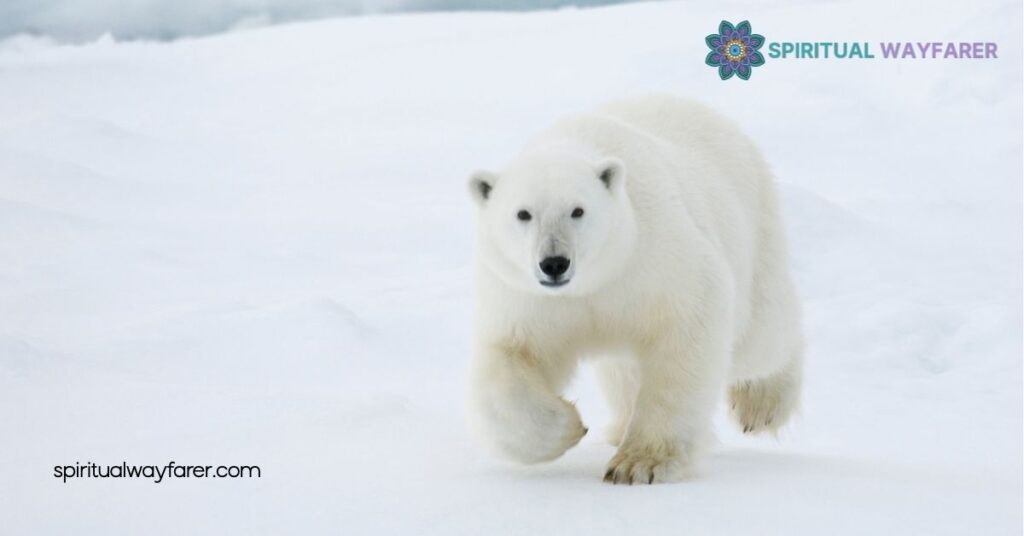 Exploring Polar Bear Symbolism: Strength, Resilience & Environmental Significance 1 Historical Significance