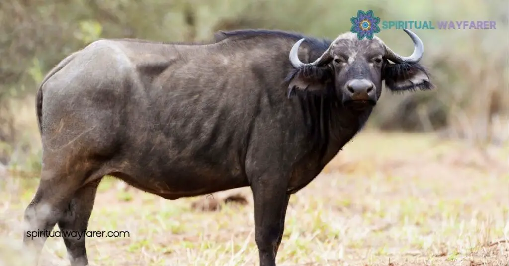Unlock the Secrets of Buffalo Symbolism: Strength, Wisdom, & Cultural Significance 2 Historical Significance