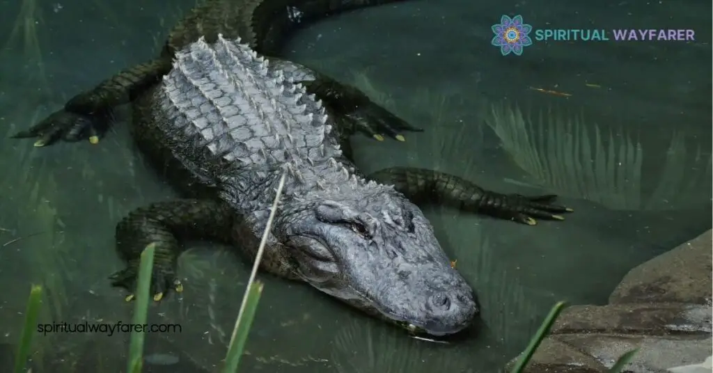 Alligator Symbolism: Discover the Powerful Meanings Across Cultures 1 Historical Significance of Alligator Symbolism