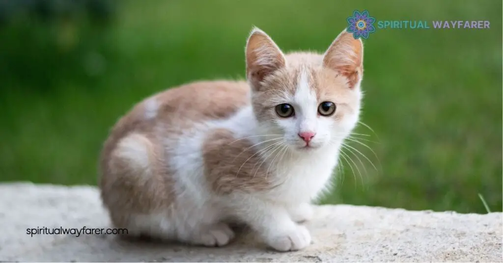Cat Symbolism Explained: From Ancient Egypt to Modern Culture 1 Historical Significance of Cats