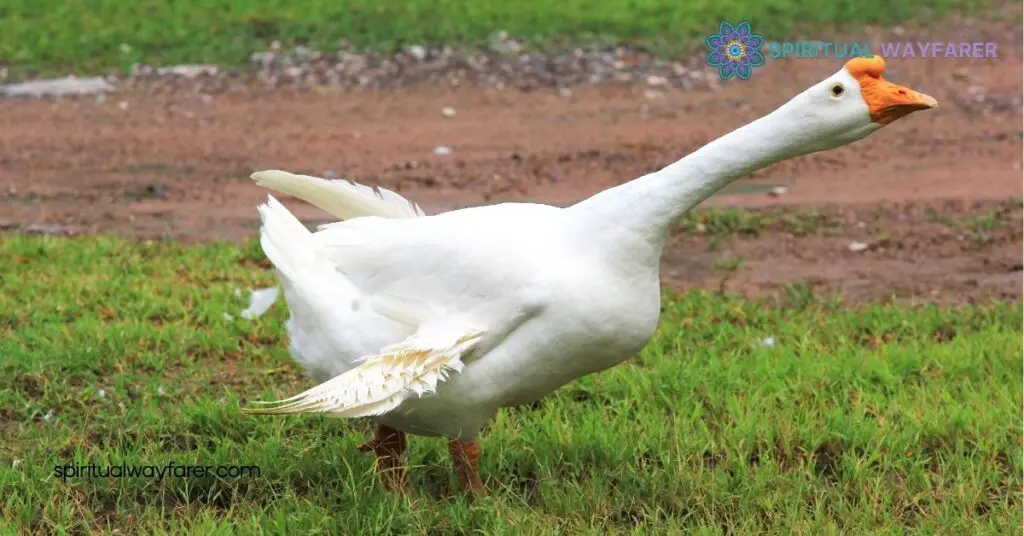 Unlocking Goose Symbolism: What These Birds Reveal About Loyalty and Culture 1 Historical Significance of Goose Symbolism