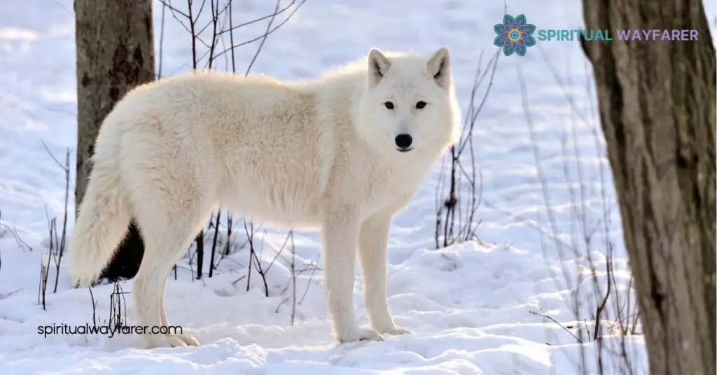 Unlocking Wolf Symbolism: Discover Strength, Loyalty & Cultural Myths 1 Historical Significance of Wolf Symbolism