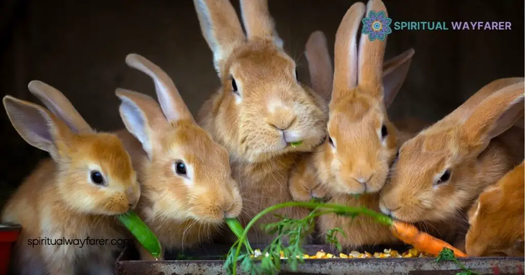 10 Surprising Rabbit Symbolism Facts You Never Knew 1 Historical Symbolism Of Rabbits