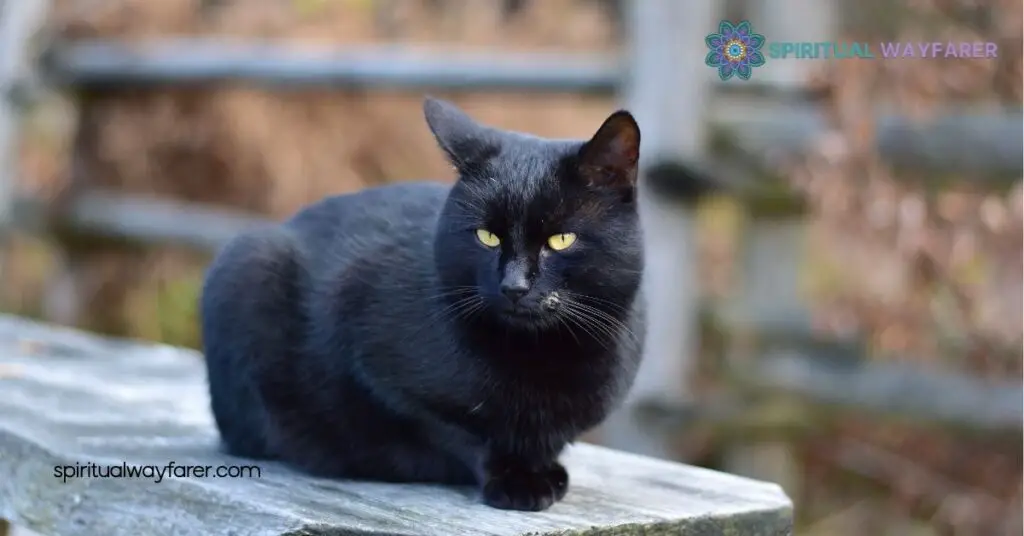 Black Cat at Your Door? Discover Its Spiritual Meaning 3 Historical and Cultural Perspectives
