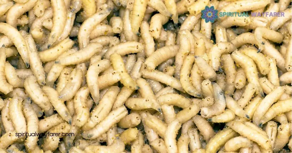 Spiritual Meaning Symbolism Maggots: Embrace Transformation and Renewal 2 Historical and Cultural Perspectives