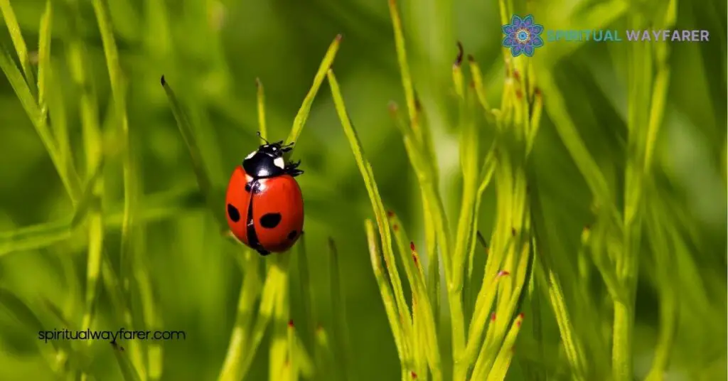 Ladybugs: A Sign from Angels – Discover Their Spiritual Meaning 4 How To Connect With Angelic Energy Through Ladybugs