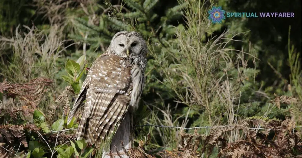 Unlock the Spiritual Meaning and Symbolism of the Barred Owl 4 How To Connect With Barred Owl Symbolism