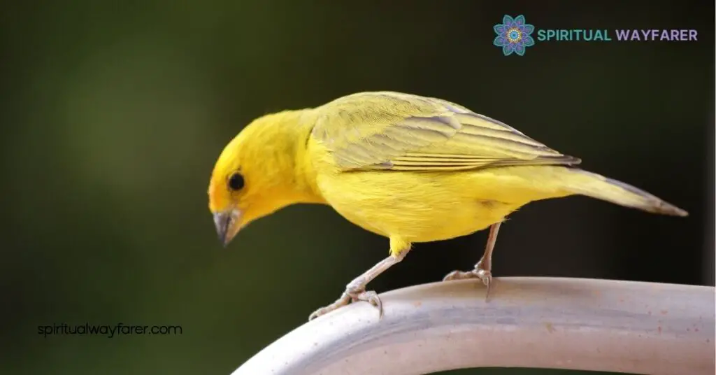 Exploring the Spiritual Meaning & Symbolism of Yellow Birds: Embrace Joy and New Beginnings 4 How To Embrace The Spiritual Meaning Of Yellow Birds