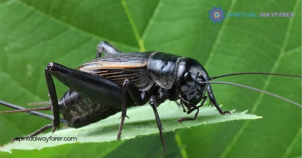 Finding a Black Cricket in Your House Meaning: Unlock Its Hidden Significance 4 How To Respond To Finding A Black Cricket