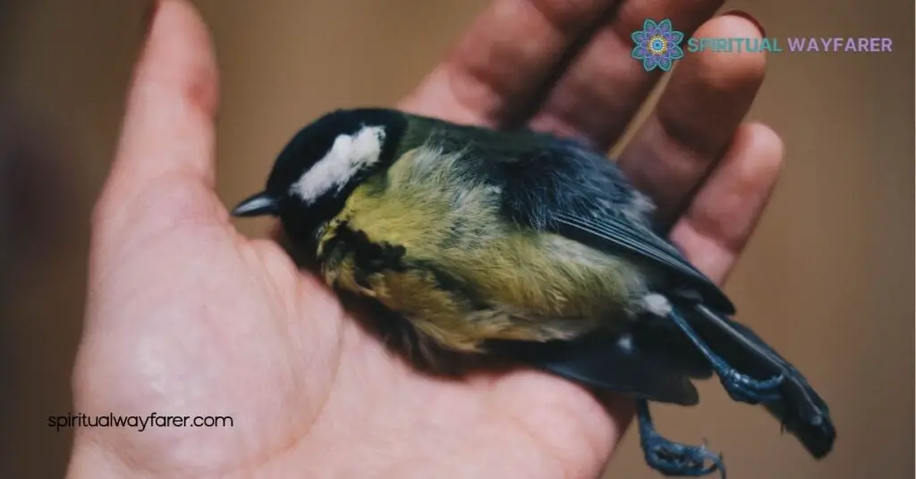 Found a Dead Bird? Discover Its Powerful Spiritual Meaning Now 4 How To Respond To Seeing A Dead Bird