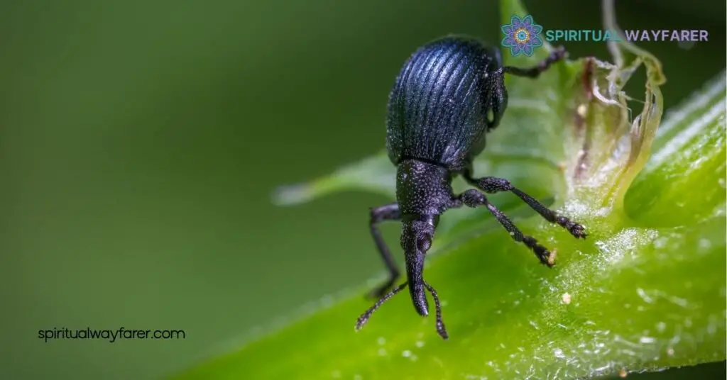 The Spiritual Meaning of Black Beetles: Unlock Transformation & Resilience 4 How to Connect with Their Spiritual Meaning