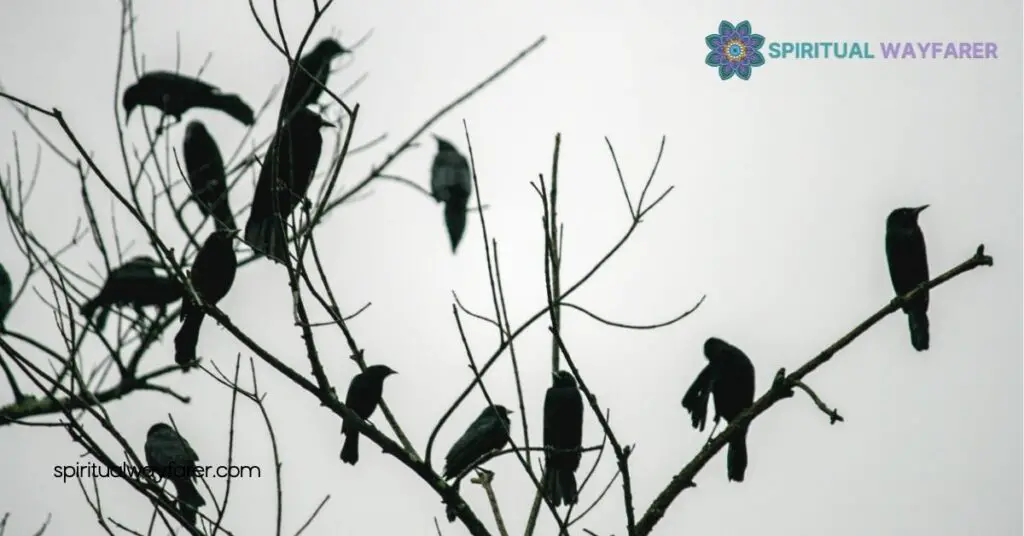 7 Crows Meaning Spiritual: Unlock the Symbolism and Transform Your Life 4 How to Connect with the Message of 7 Crows