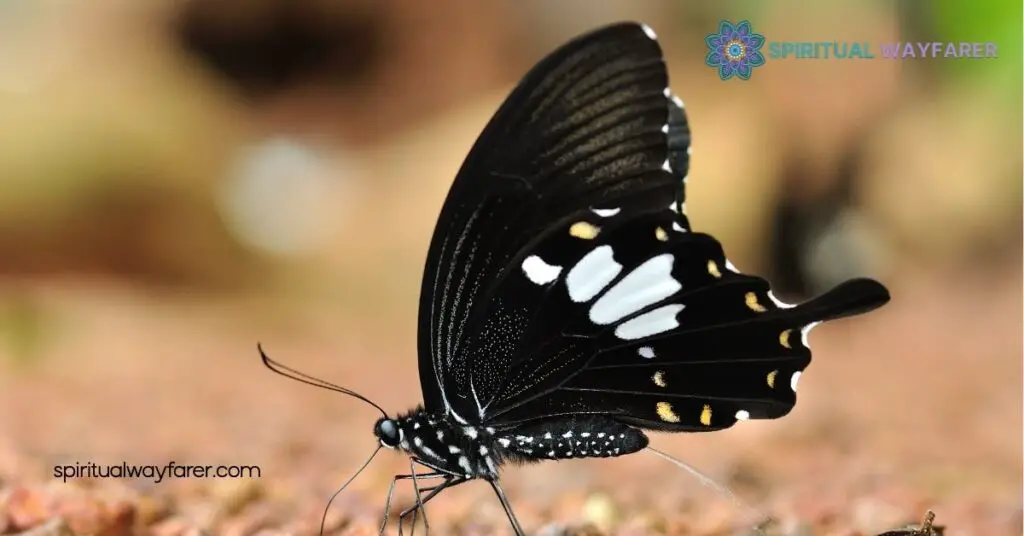 Unlocking the Spiritual Meaning & Symbolism of Black and White Butterflies 4 How to Interpret Encounters with Black and White Butterflies