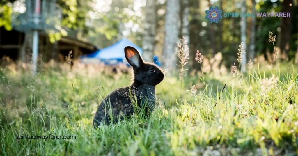 Black Rabbit Spiritual Meaning: Unlock Its Secrets for Transformation and Protection 4 How to Interpret Seeing a Black Rabbit