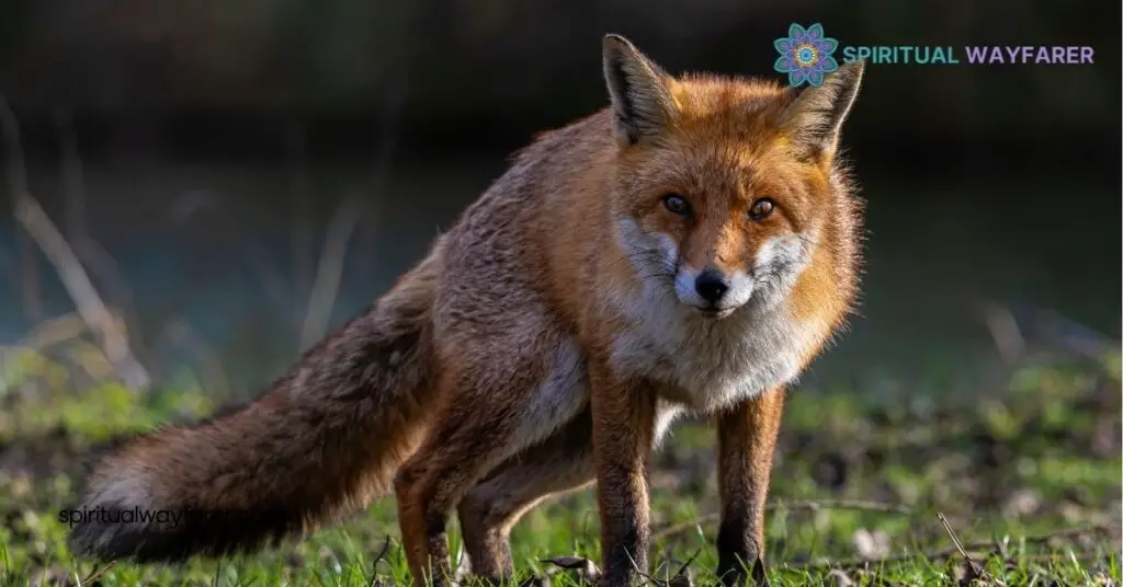 Seeing a Fox at Night Meaning: Unlock the Hidden Symbolism Behind Your Encounter 4 How to Reflect on Your Experience