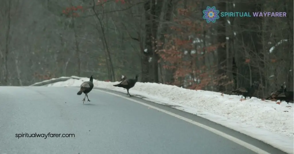 What Is the Spiritual Meaning of a Turkey Crossing Your Path? 4 How to Respond to This Spiritual Sign