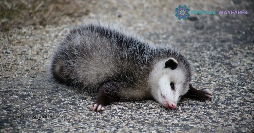 Unveiling Opossum Symbolism: Meanings, Traits, and Cultural Significance 4 How to Use Opossum Symbolism