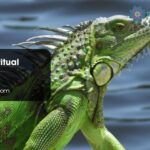 Iguana Spiritual Meaning
