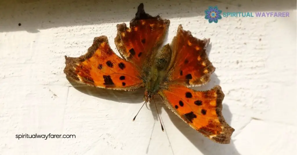 Question Mark Butterfly Spiritual Meaning & Symbolism Explained 4 Incorporating Butterfly Symbolism into Daily Life