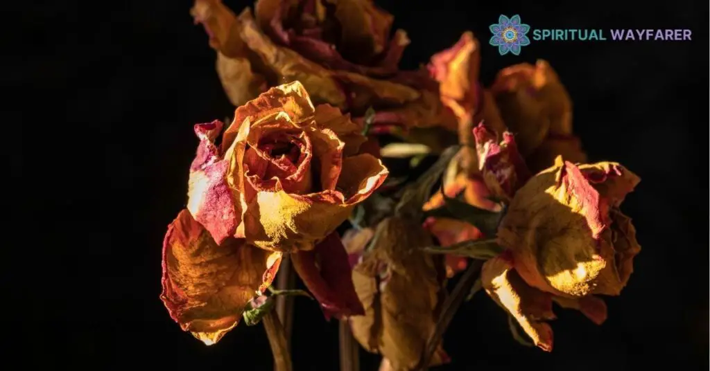 Dead Roses Spiritual Meaning: Unlock the Secrets of Transformation and Renewal 4 Incorporating Dead Roses Into Spiritual Practices