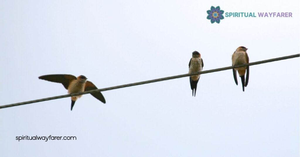 Three Birds: Exploring Their Spiritual Meaning & Symbolism 4 Incorporating Three Birds Symbolism in Daily Life