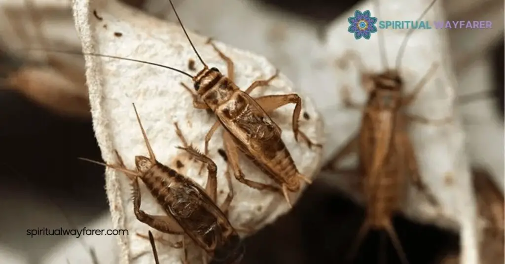 Unlock the Spiritual Meaning of Crickets in Your House: Signs of Luck & Protection 1 Interpretation Of Crickets In The Household
