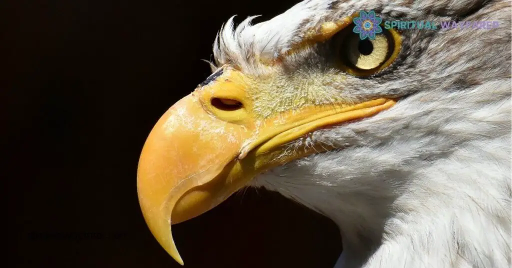 The Ultimate Guide to Eagle Symbolism: Meaning, History & Cultural Significance 4 Interpretations And Meanings