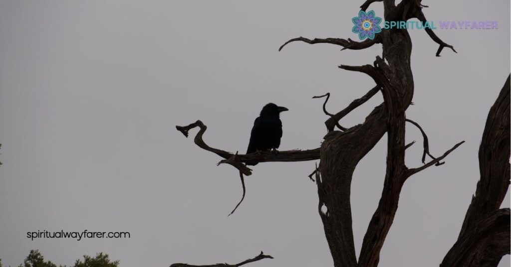 Crows Spiritual Meaning: What the Number of Crows Symbolizes 4 Interpreting Crow Sightings